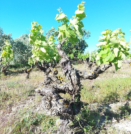 Viñedos históricos y remarcables