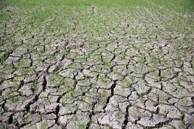 Ayudas destinadas a reforzar la adaptación, resiliencia y sostenibilidad del sector agrario alavés frente a los efectos del cambio climático