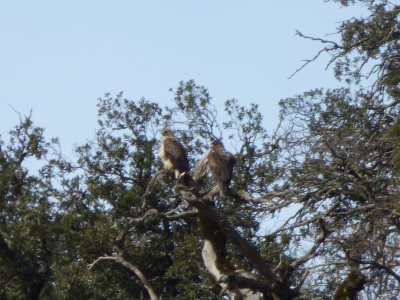 Hegoi, a la izquierda, posando con Soraia en uno de los posaderos favoritos de la pareja de la Montaña Alavesa