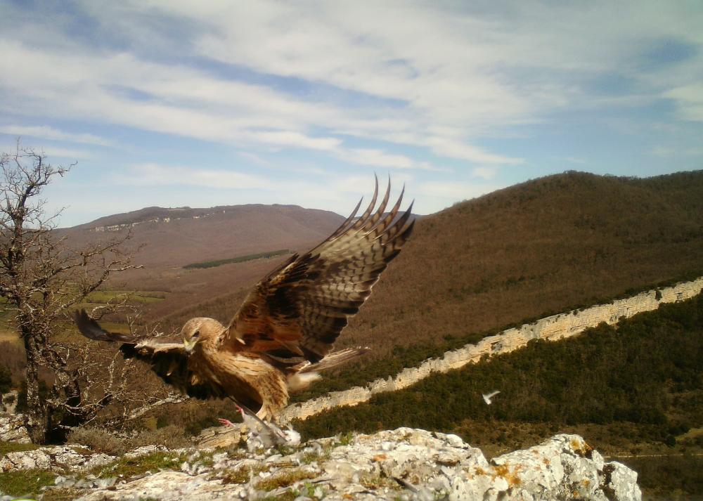 El nuevo macho, Hegoi, con tan solo 2 años de edad, presenta un plumaje subadulto; con las rémiges parcialmente mudadas