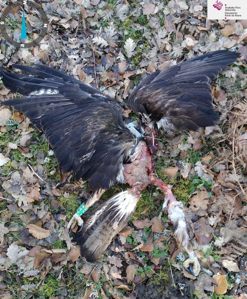 El nuevo macho, Hegoi, con tan solo 2 años de edad, presenta un plumaje subadulto; con las rémiges parcialmente mudadas