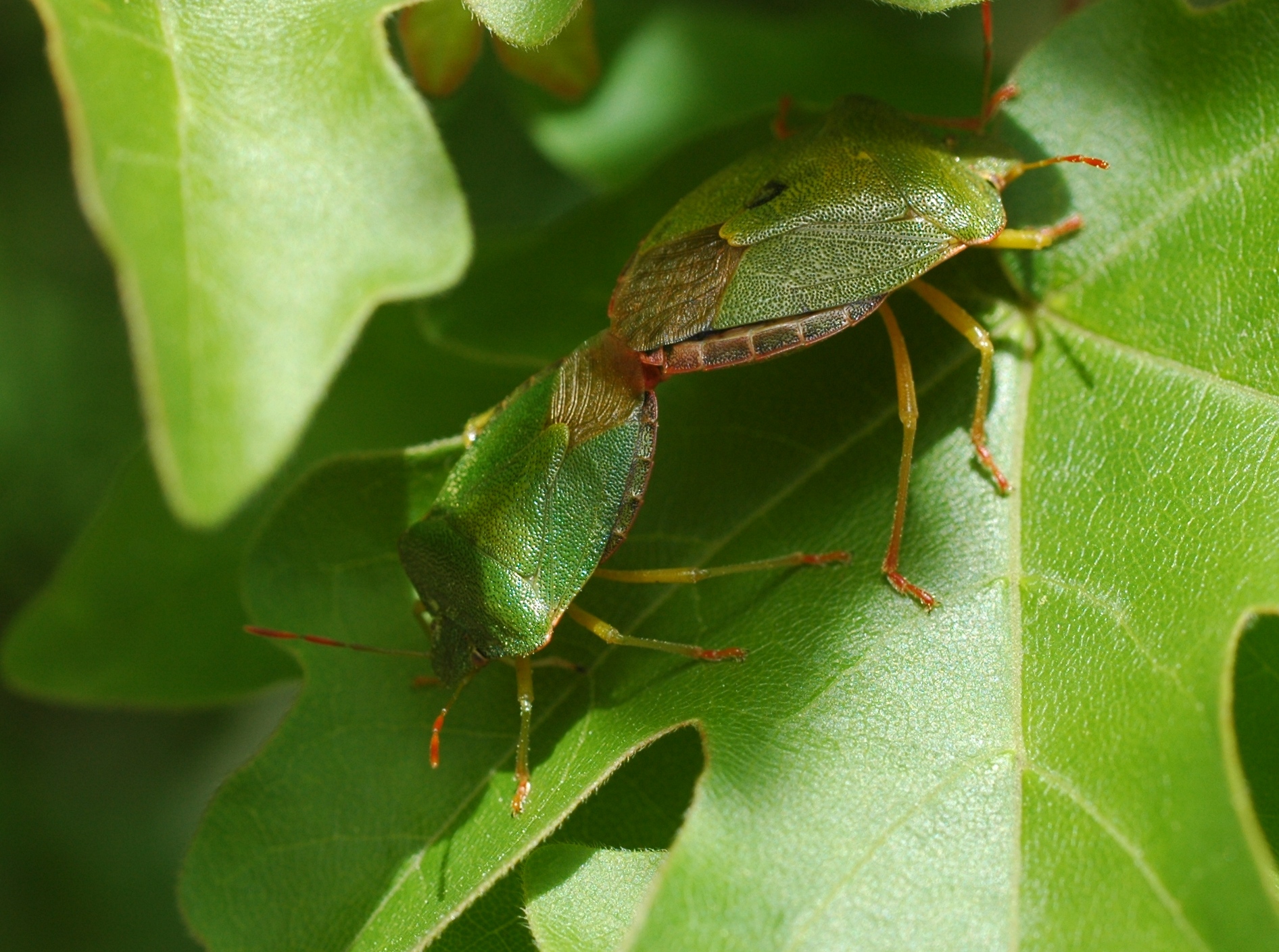 colecciones-entomologicas