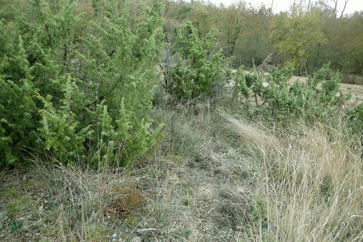 matorral