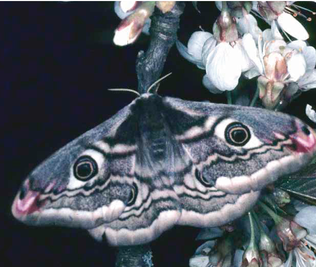 entomologicas